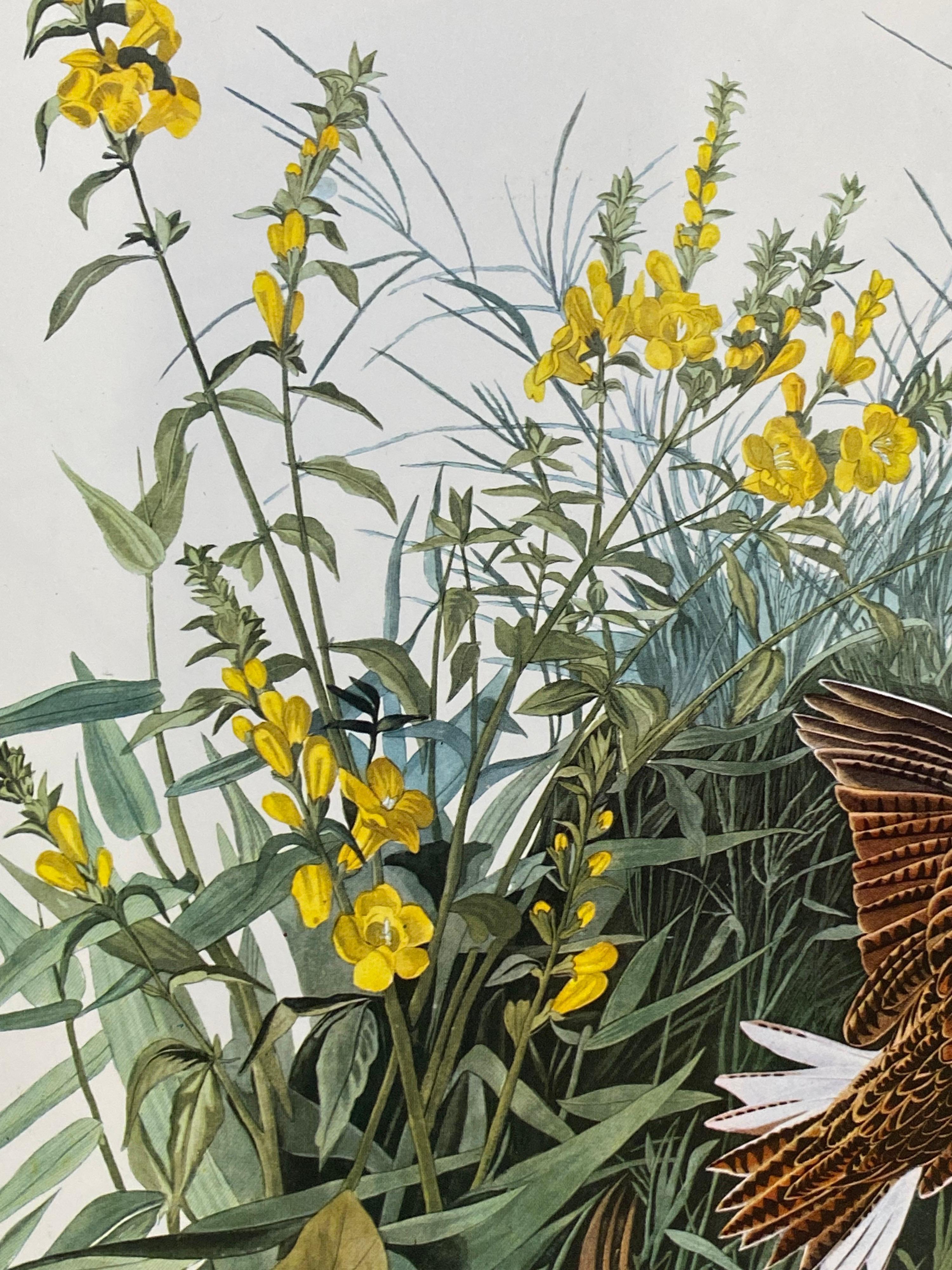 Grande estampe classique d'oiseau en couleurs after John James Audubon, alouette des champs en vente 1