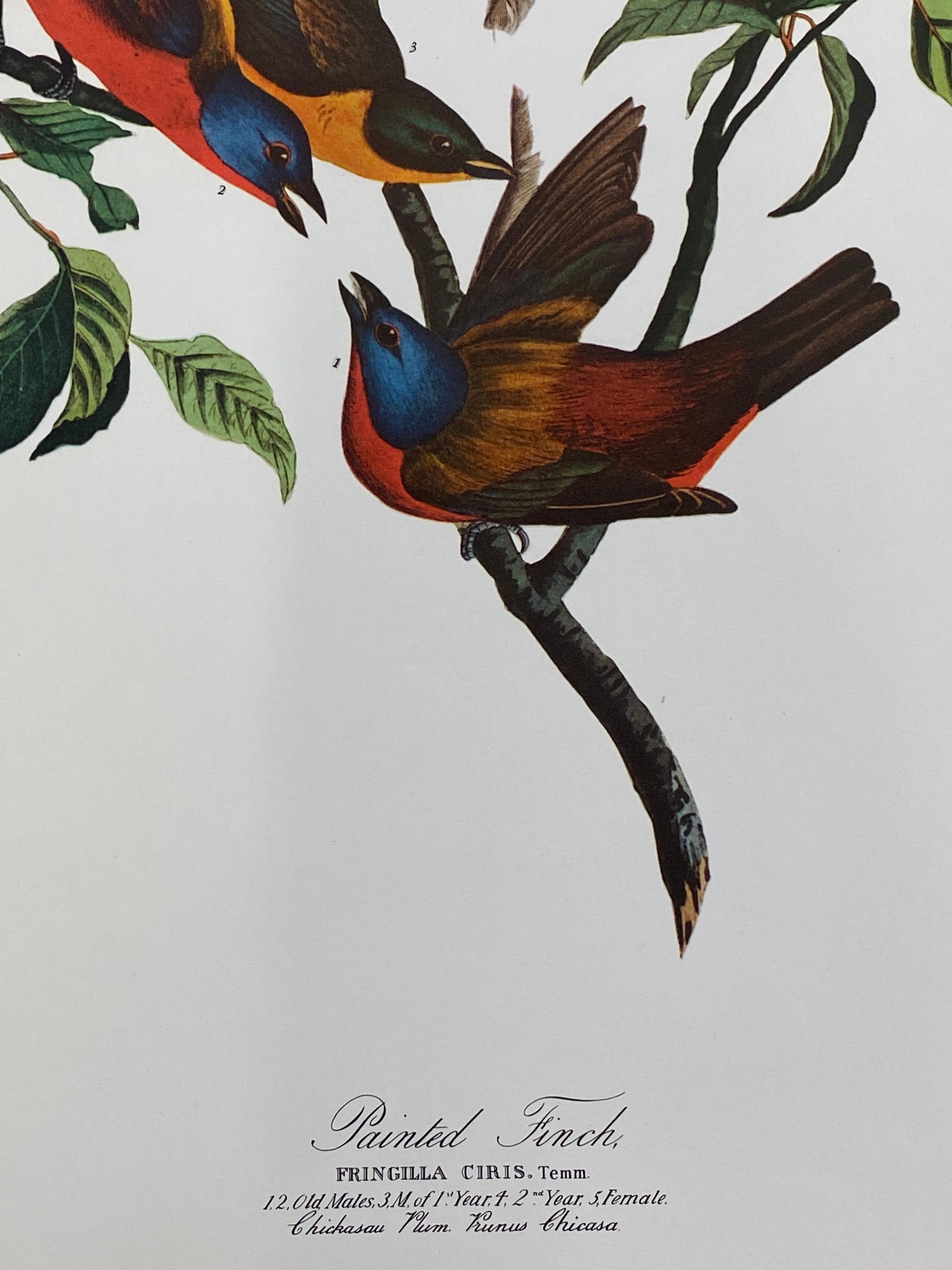 Grande estampe classique en couleurs d'oiseaux d'après John James Audubon, le pinson peint - Print de Unknown