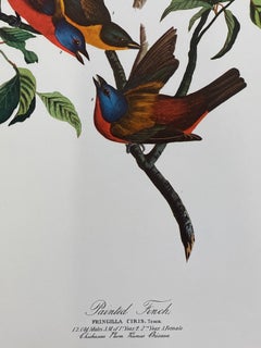 Large Classical Bird Color Print after John James Audubon, Painted Finch