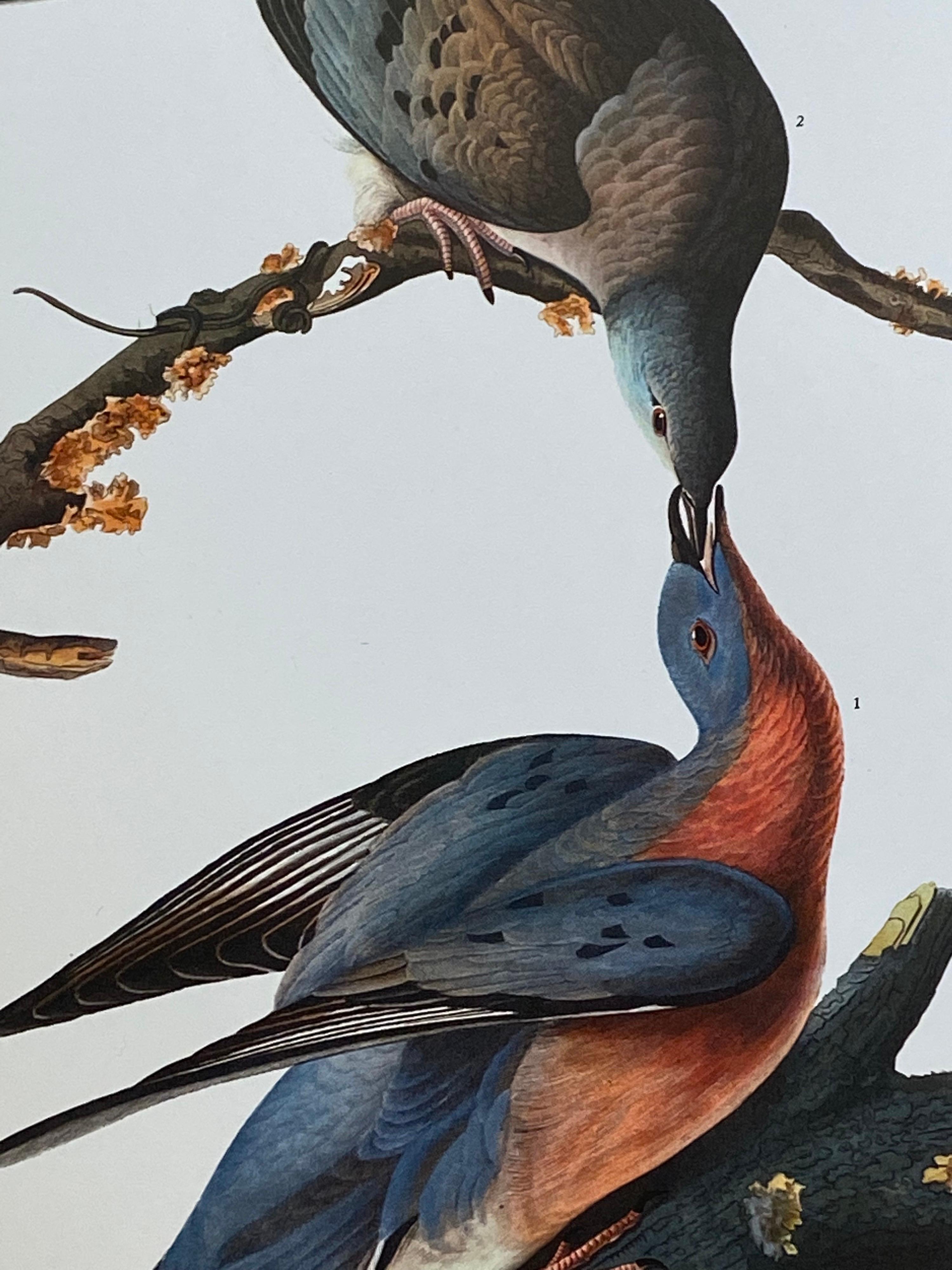 Grande estampe classique d'oiseau en couleurs After John James Audubon, Pigeon voyageur - Print de Unknown