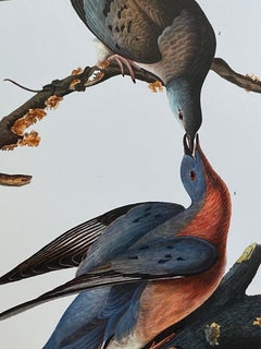 Large Classical Bird Color Print after John James Audubon, Passenger Pigeon