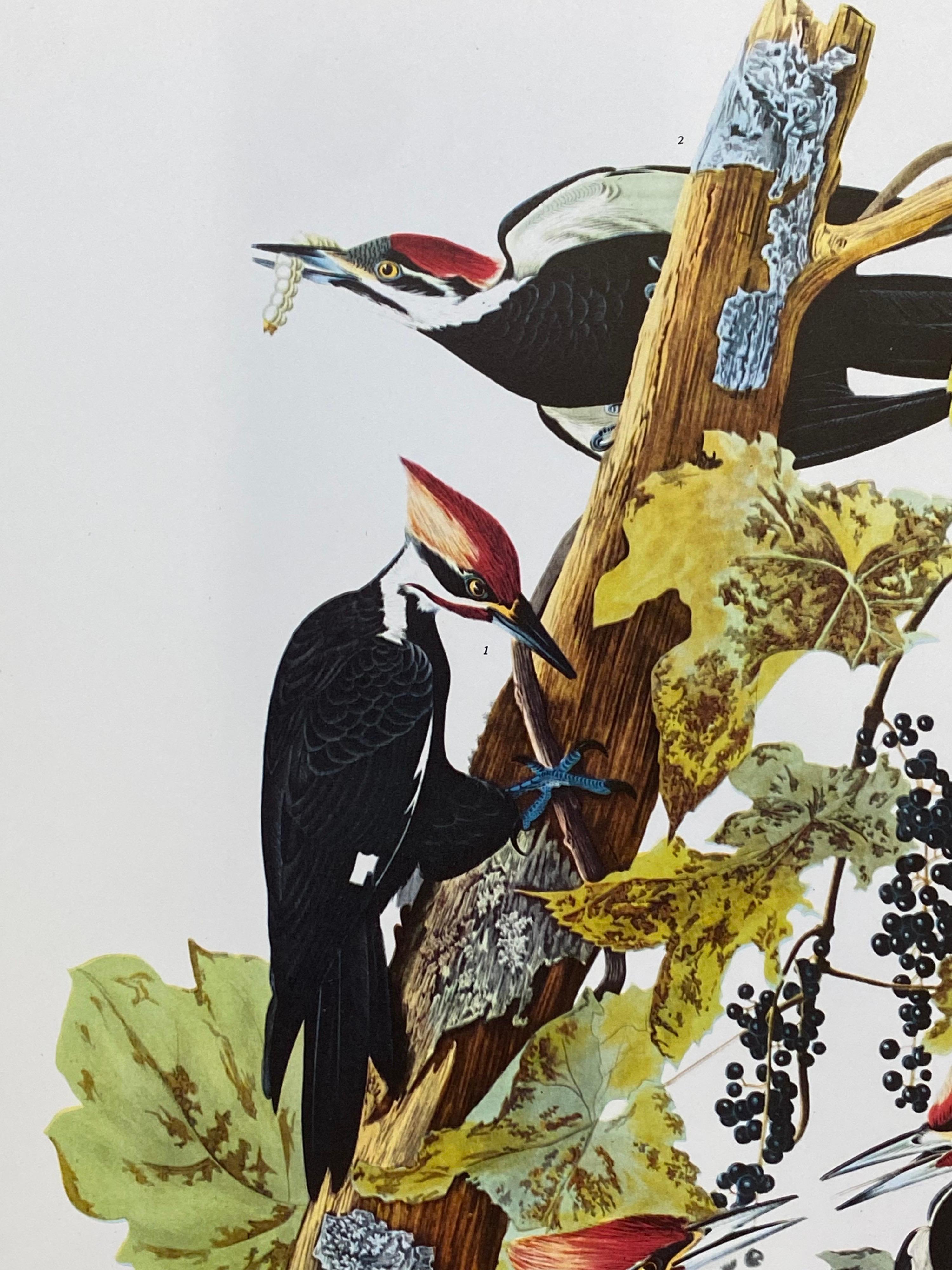 Large Classical Bird Color Print After John James Audubon, Pileated Woodpecker - Beige Animal Print by Unknown