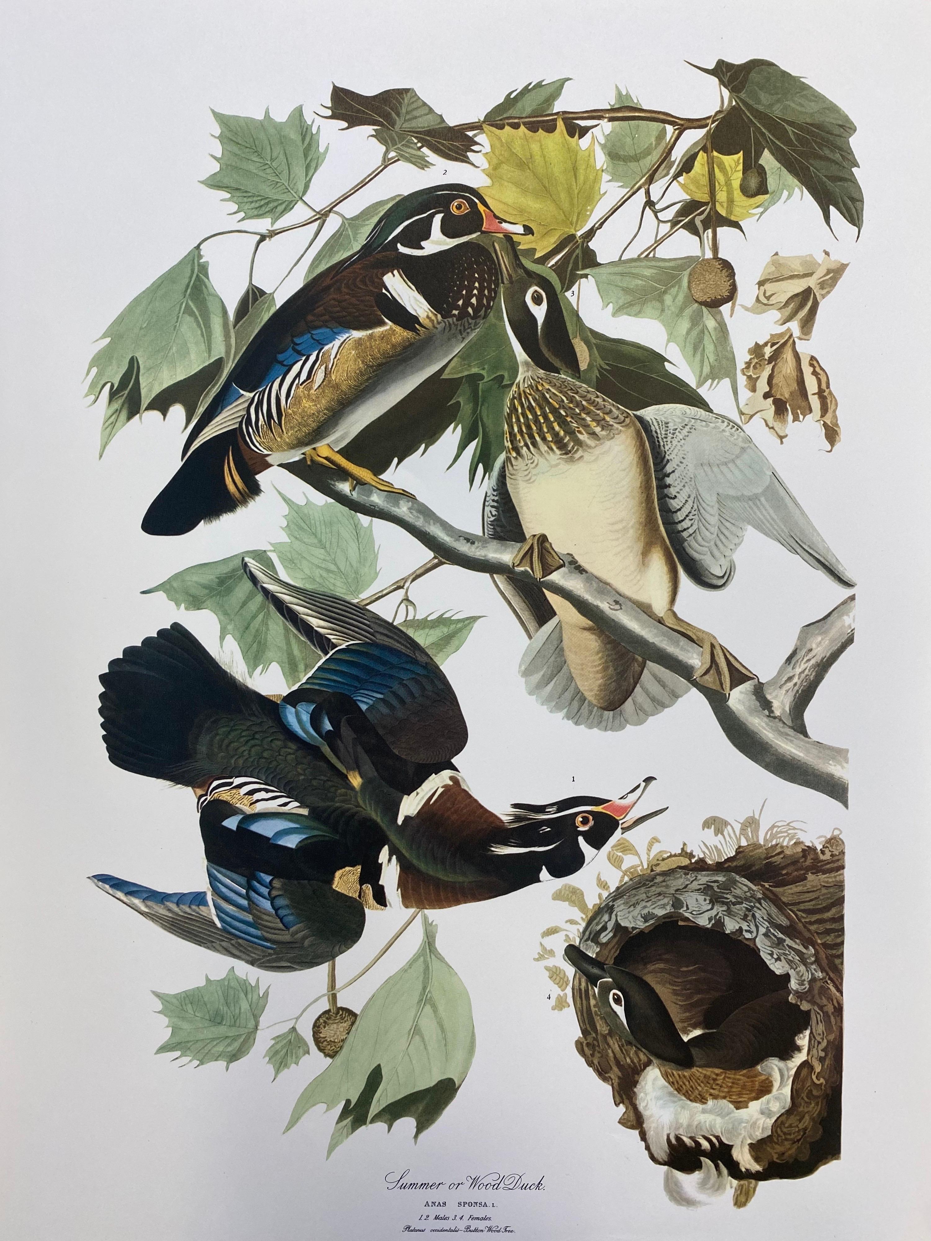 Large Classical Bird Color Print after John James Audubon, Summer or Woodduck - Gray Animal Print by Unknown