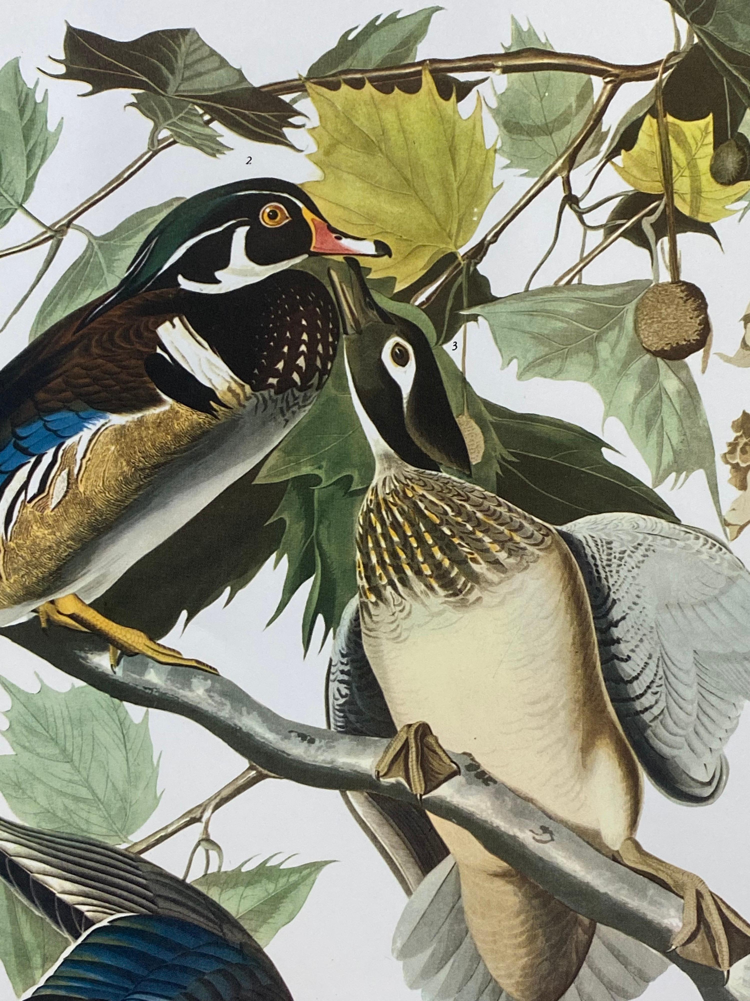 Large Classical Bird Color Print after John James Audubon, Summer or Woodduck For Sale 1