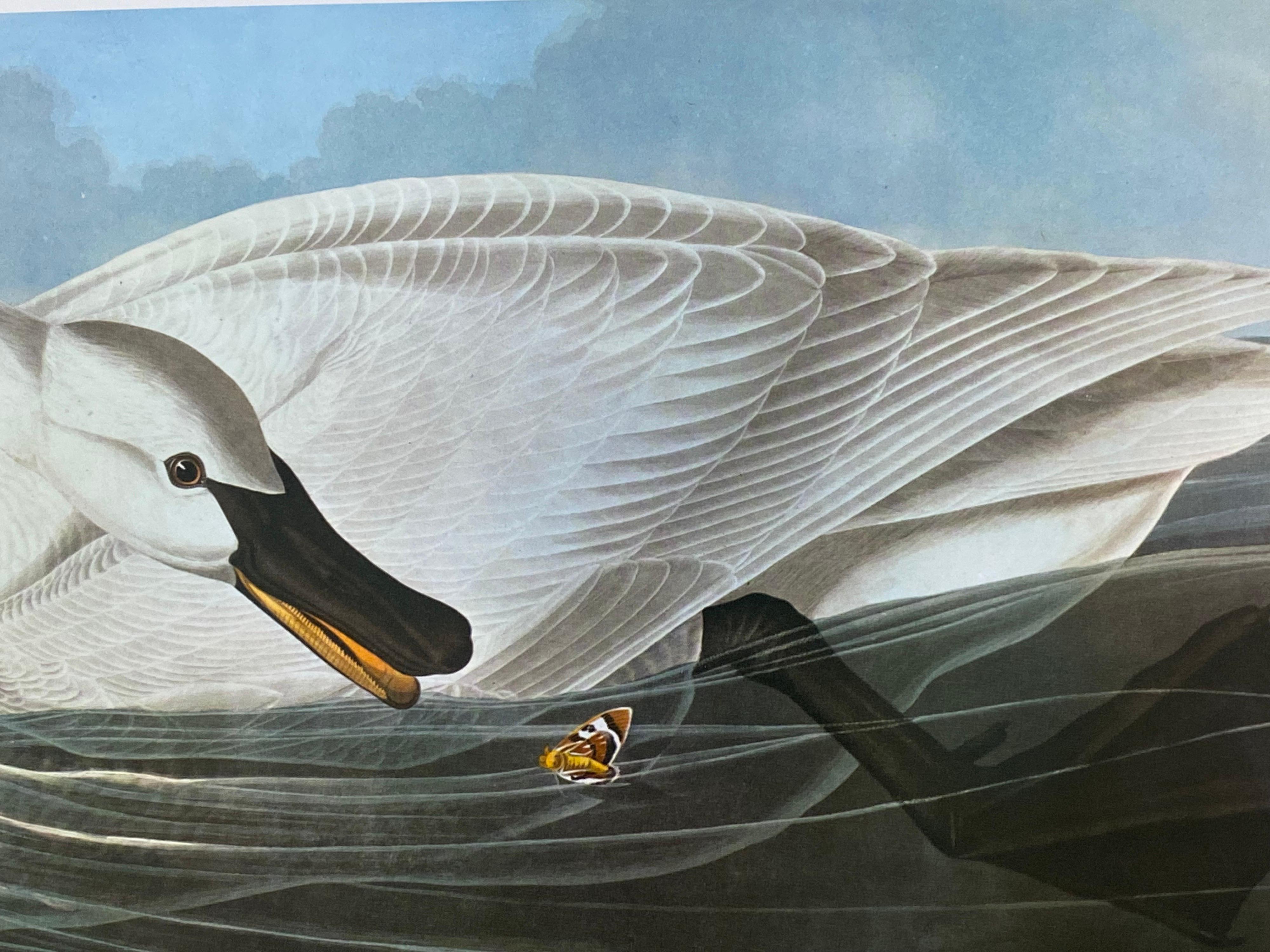Grande estampe classique d'oiseaux en couleurs After John James Audubon, Cygne trompette - Victorien Print par Unknown