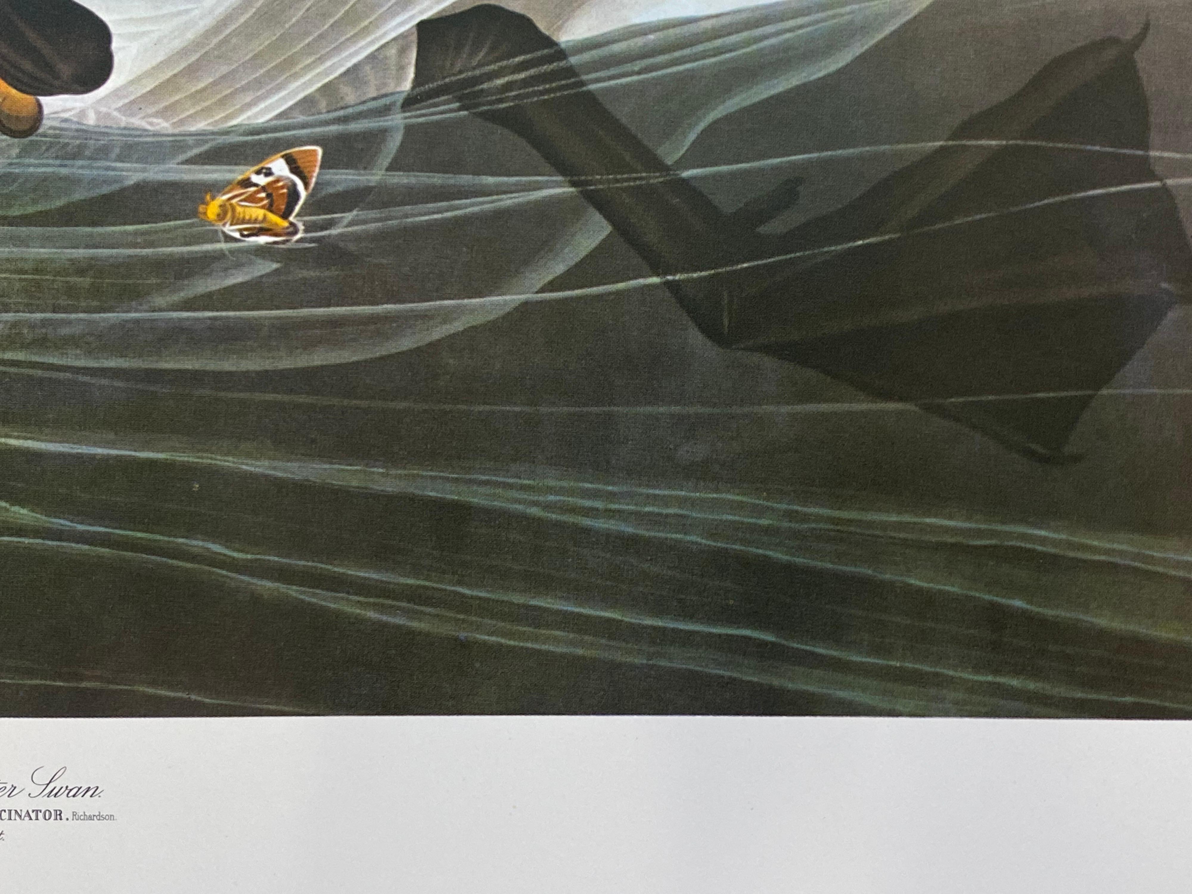 Grande estampe classique d'oiseaux en couleurs After John James Audubon, Cygne trompette - Gris Print par Unknown