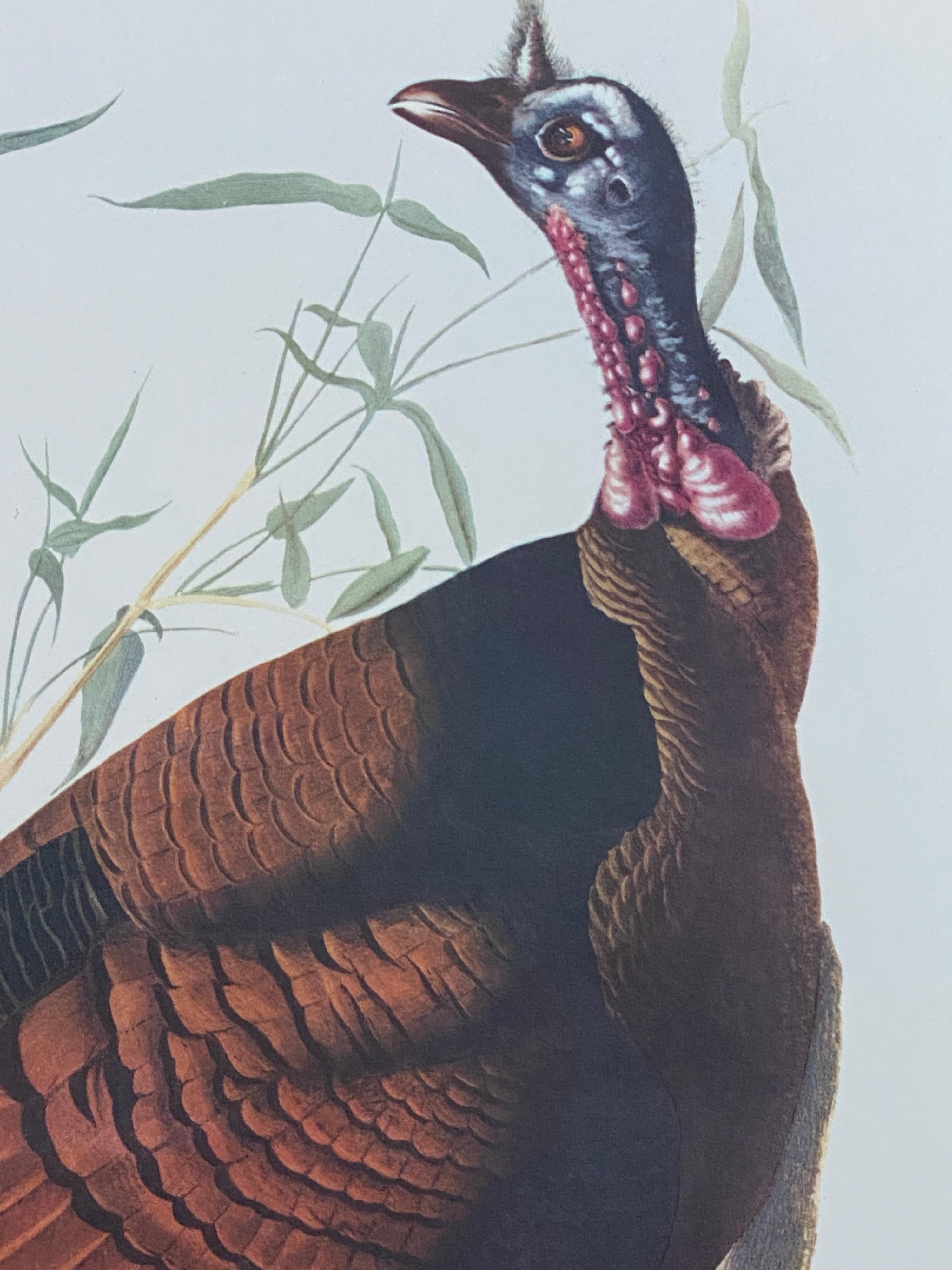 Large Classical Bird Color Print After John James Audubon, Wild Turkey - Gray Animal Print by Unknown