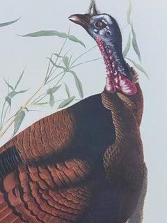 Large Classical Bird Color Print After John James Audubon, Wild Turkey