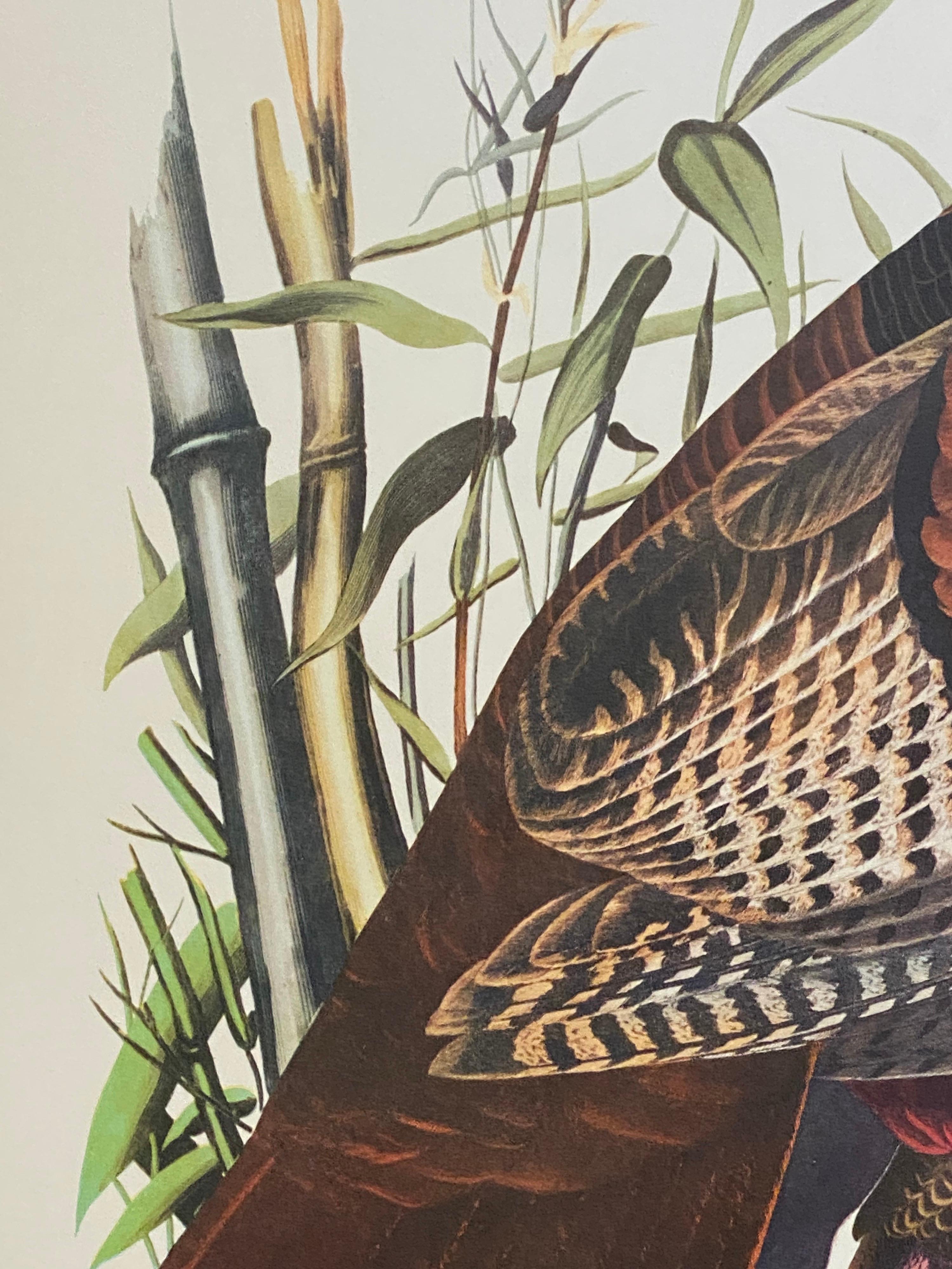 Classical Bird print, 
after John James Audubon, 
printed by Harry N. Abrams, Publishers, New York
unframed, 17 x 14 inches color print on paper
condition: very good
provenance: from a private collector here in the UK. 

Free shipping worldwide.

A