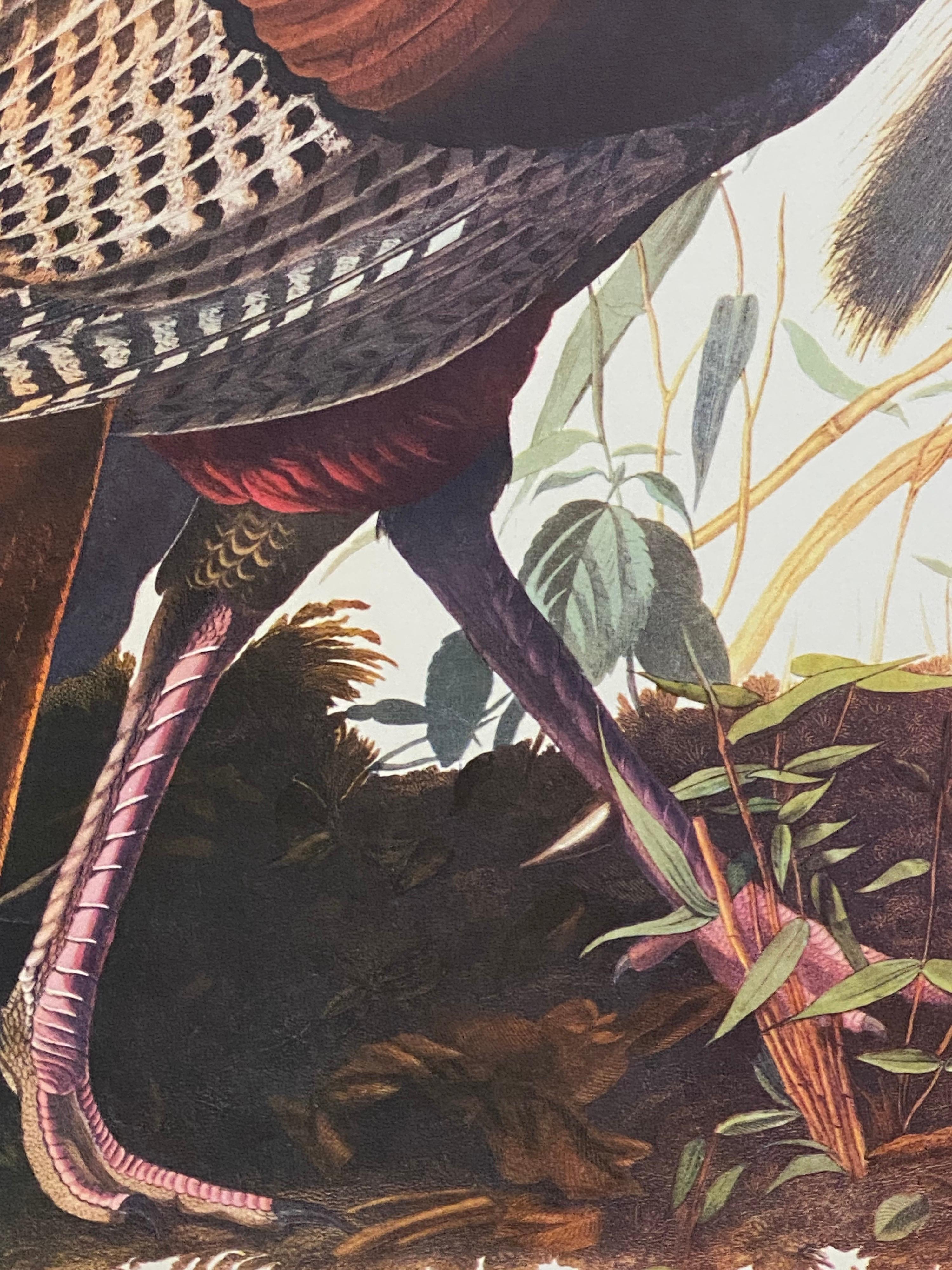 Large Classical Bird Color Print After John James Audubon, Wild Turkey For Sale 1