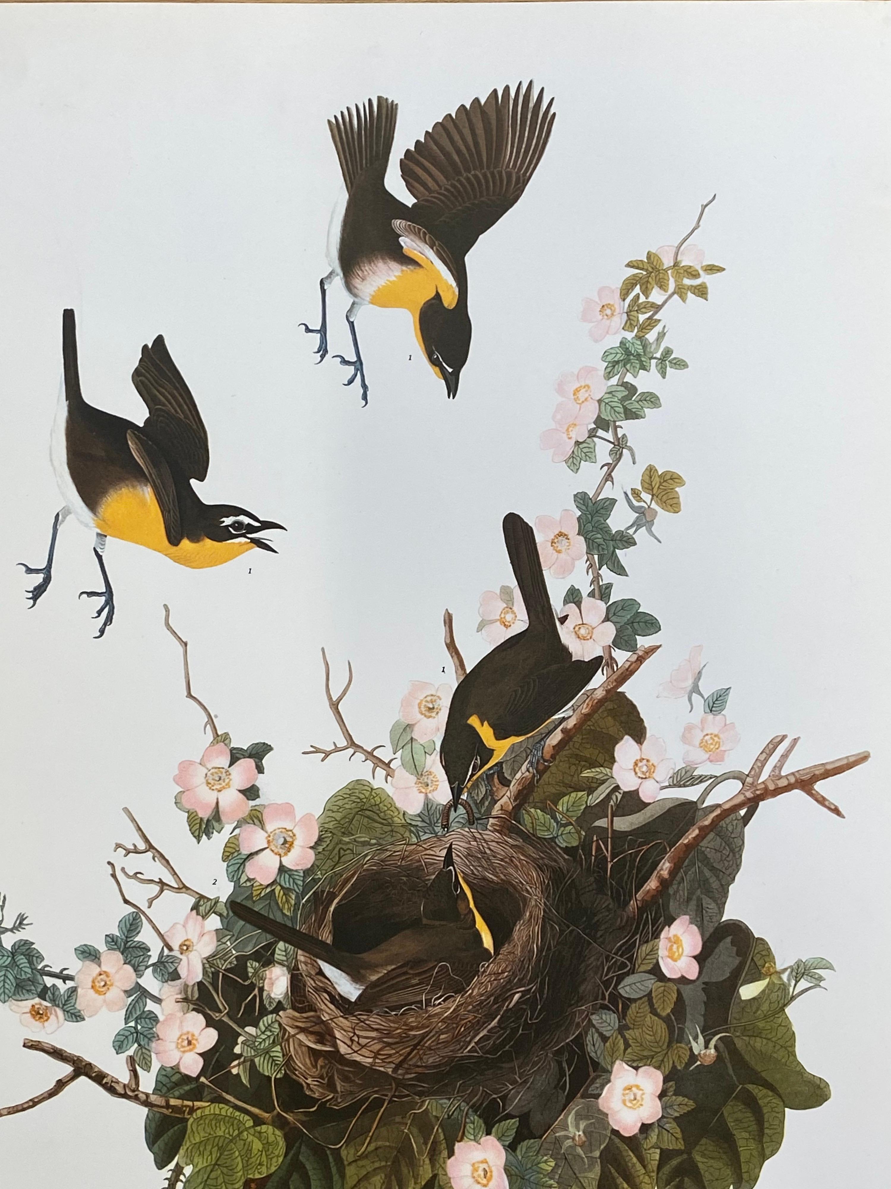 Large Classical Bird Color Print after John James Audubon, Yellow Breasted Chat - Gray Animal Print by Unknown