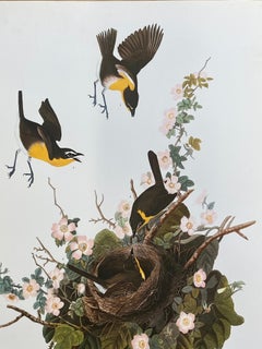 Large Classical Bird Color Print after John James Audubon, Yellow Breasted Chat