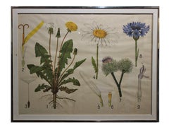 Vintage Large Scientific Botanical Engraving of Flowers and Seeds