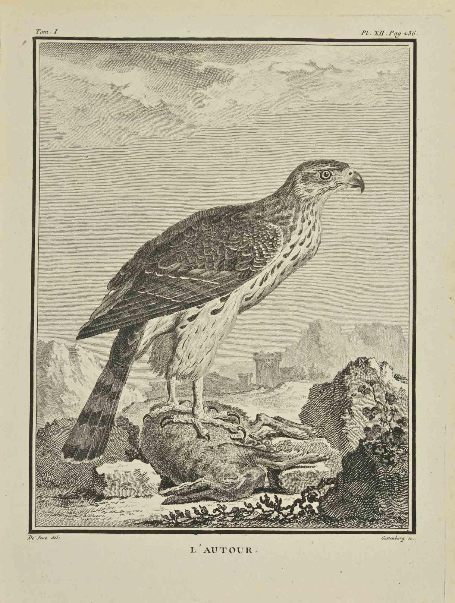 L'Autour - Etching by Carl Guttenberg - 1771