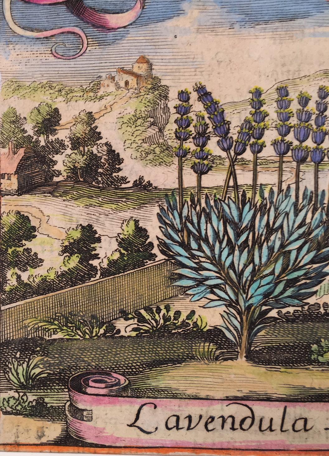 Lavender in an 18th Century Landscape - Northern Renaissance Print by Unknown
