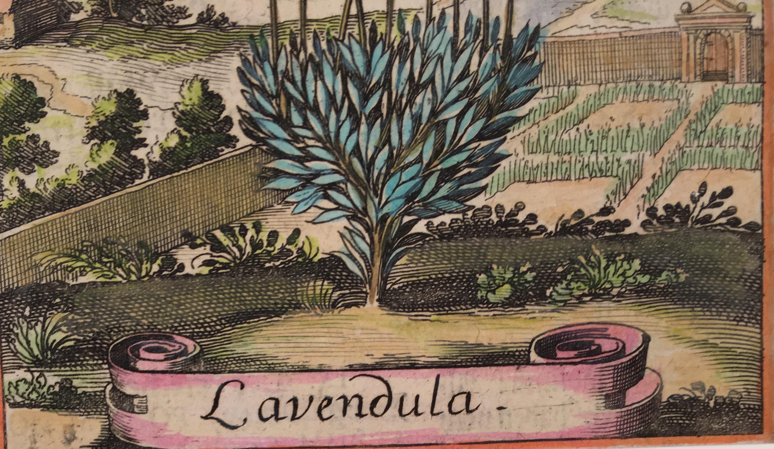 Unknown Landscape Print - Lavender in an 18th Century Landscape