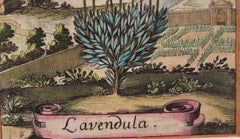 Antique Lavender in an 18th Century Landscape