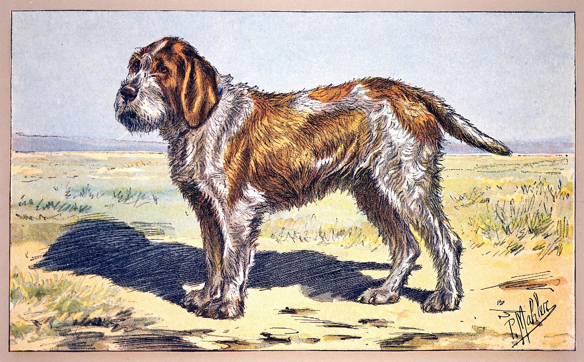 Le Spinone - Print by Unknown