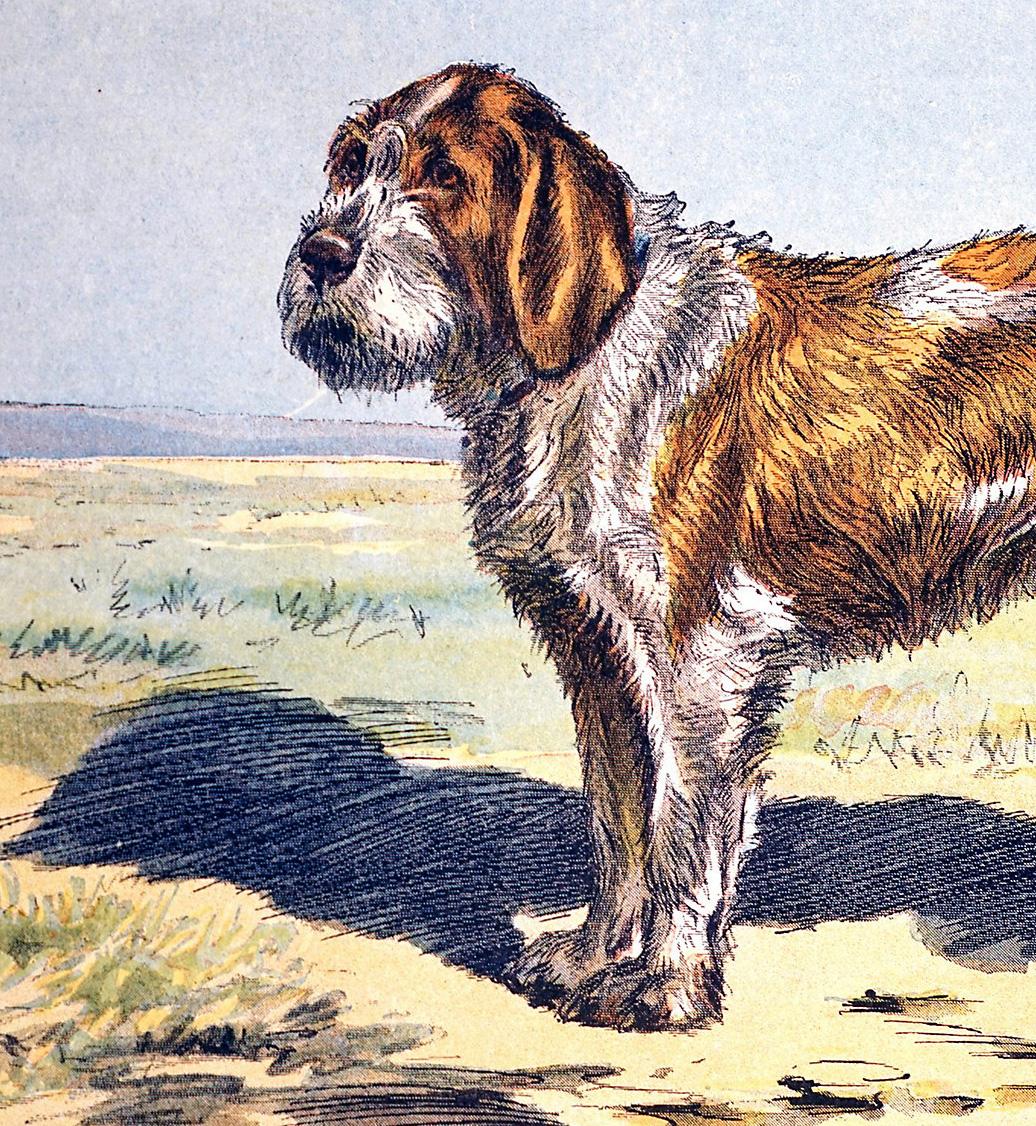 Le Spinone - Realist Print by Unknown