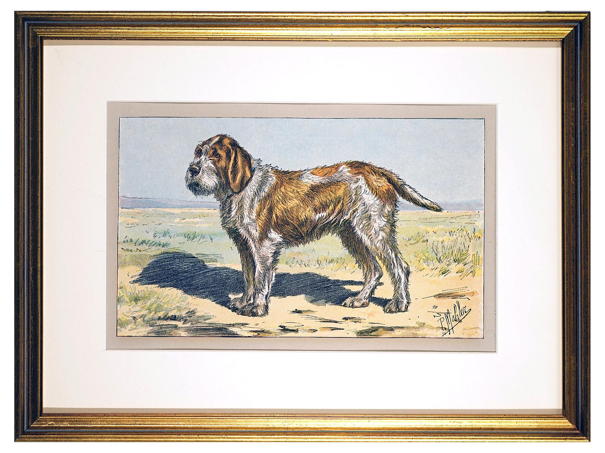 Unknown Animal Print - Le Spinone