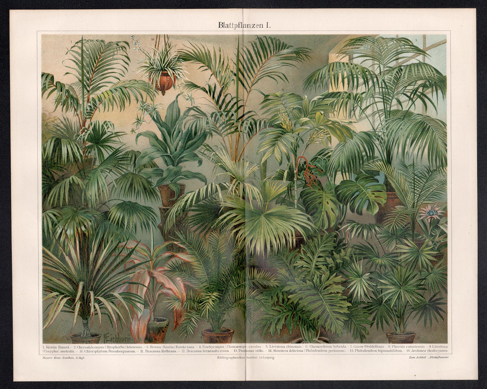 Leaf Plants, German antique botanical chromolithograph print. - Print by Unknown