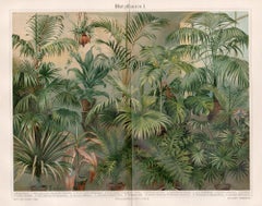 Piante di foglie, stampa cromolitografica botanica antica tedesca.