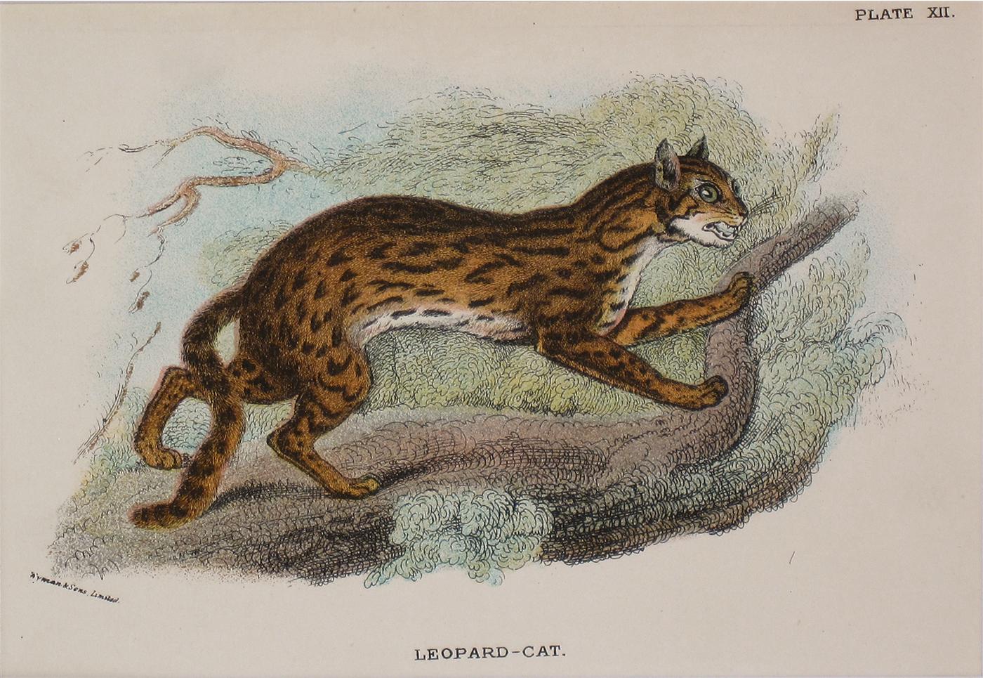 Unknown Animal Print - Leopard-cat