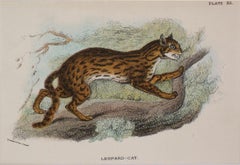 Leopard-cat