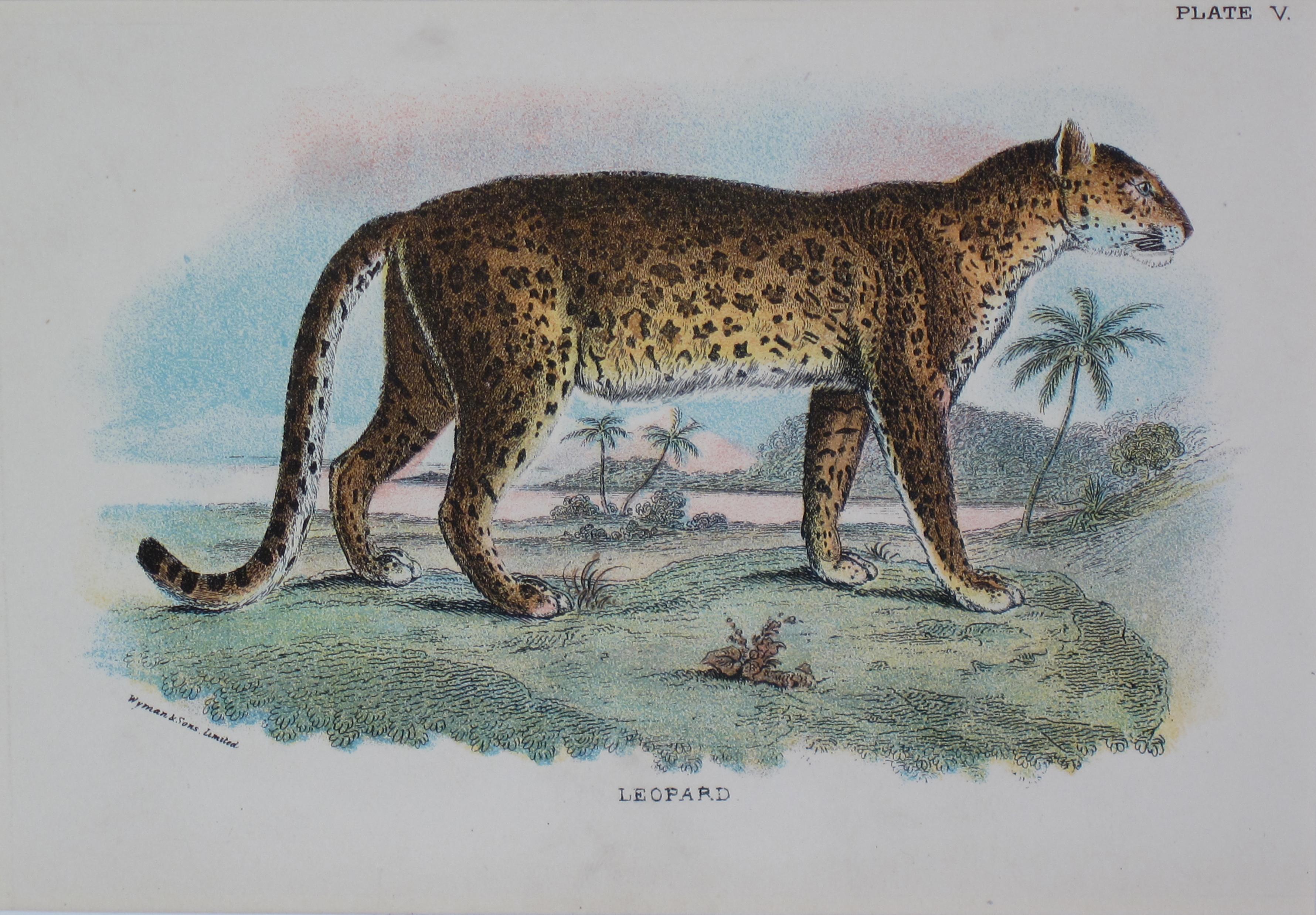Unknown Animal Print - leopard