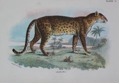 Antique leopard