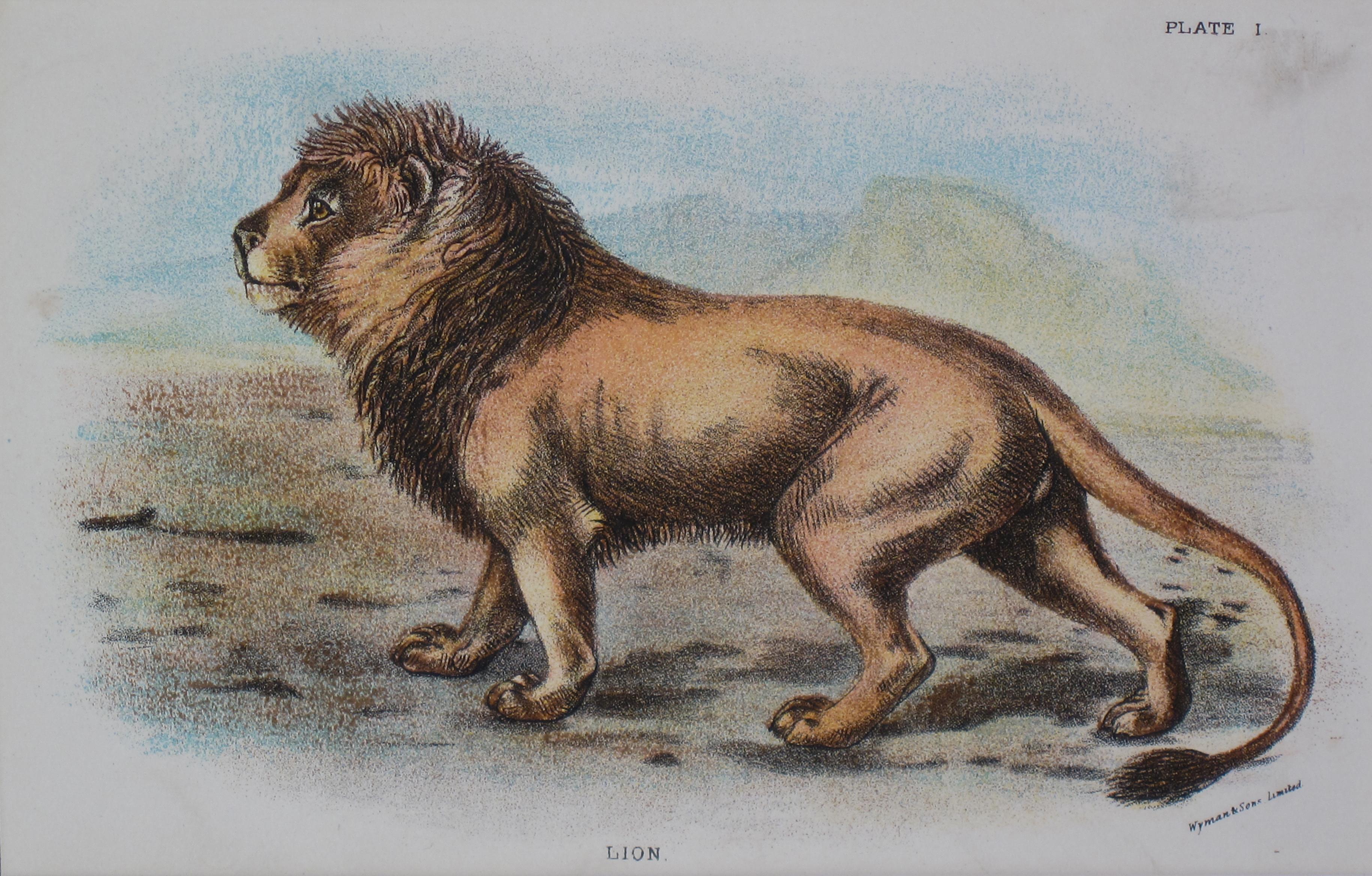 Lion