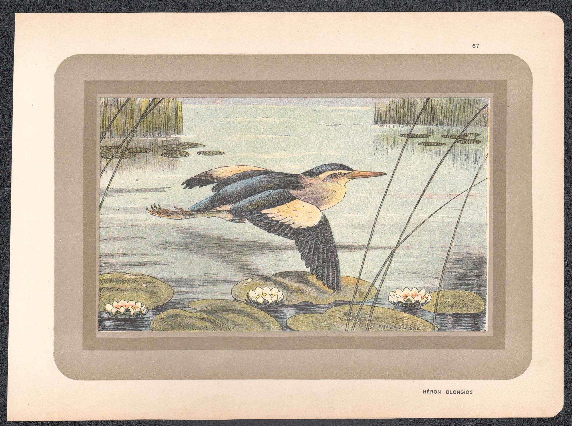Little Bittern, gravure d'art d'oiseau d'eau ancienne de l'histoire naturelle française - Print de Unknown