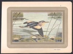 Little Bittern, French antique natural history water bird art print