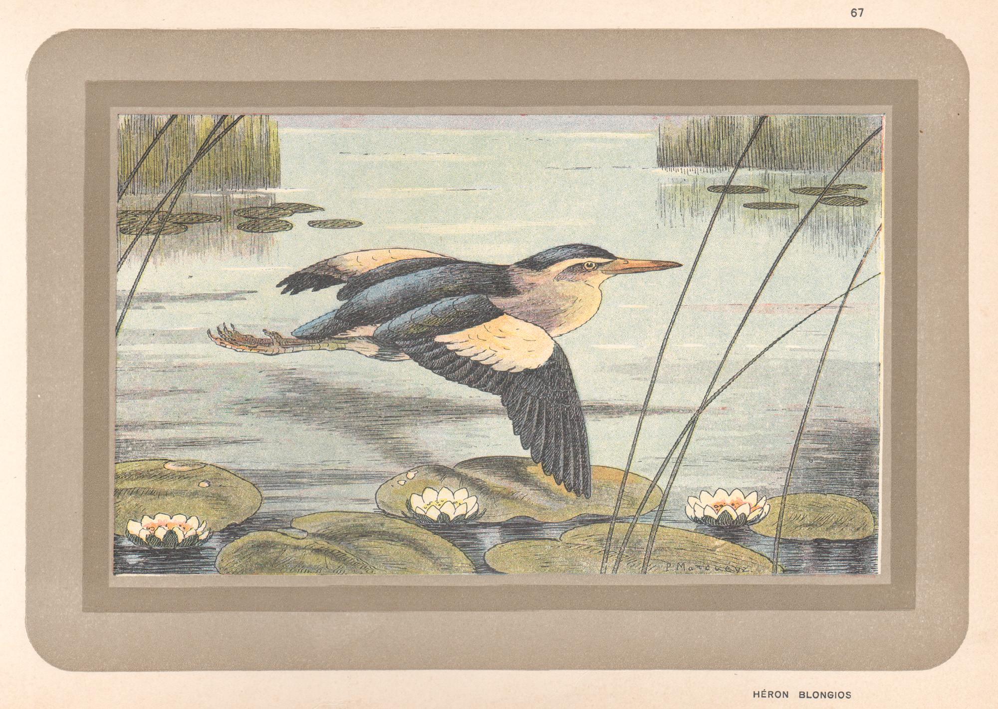 Little Bittern, French antique natural history water bird art print