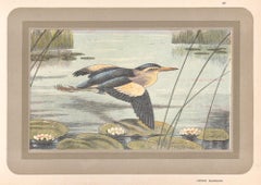 Kleines Bittern, Französischer antiker Naturkunde-Wasservogel-Kunstdruck