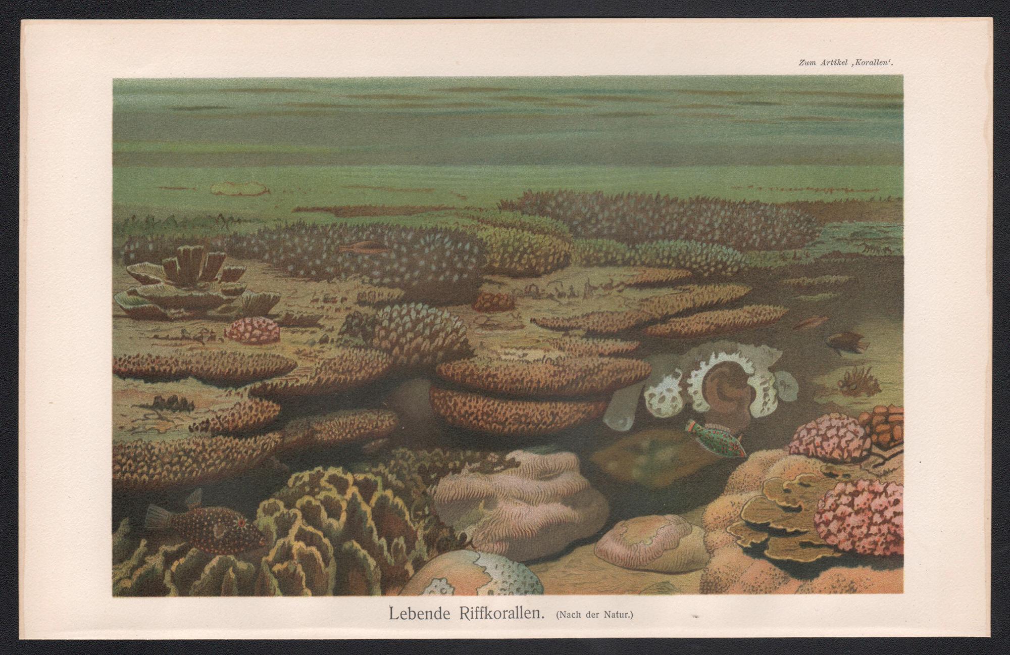 Récif corallien vivant, chromolithographie ancienne d'histoire naturelle, vers 1895 - Print de Unknown