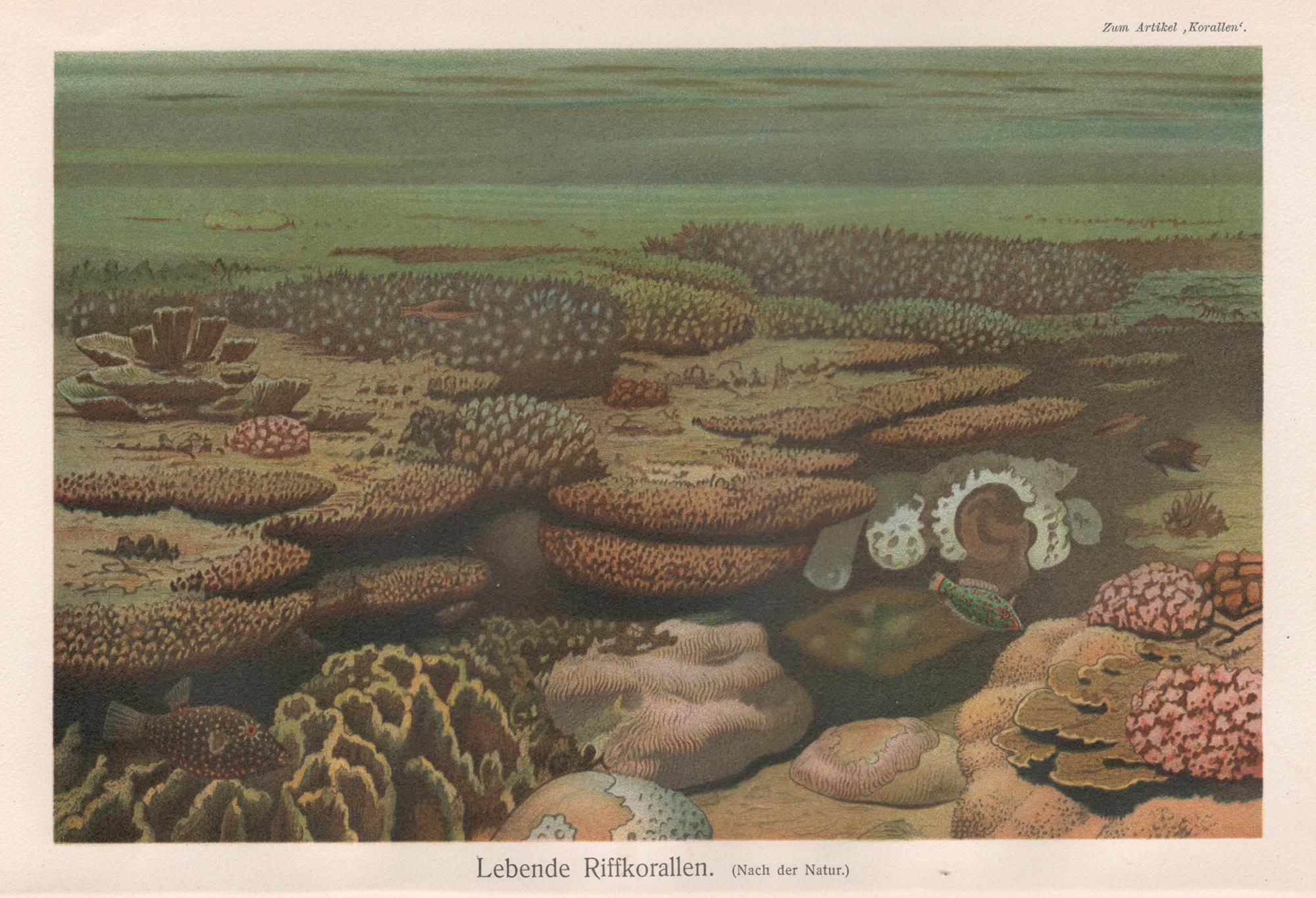 Unknown Animal Print – Lebendes Korallenriff, antike naturhistorische Chromolithographie, um 1895