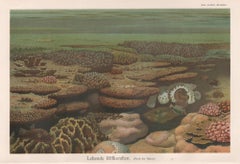 Lebendes Korallenriff, antike naturhistorische Chromolithographie, um 1895