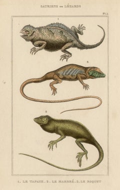 Lizards / reptiles, engraving with original hand-colouring, circa 1840