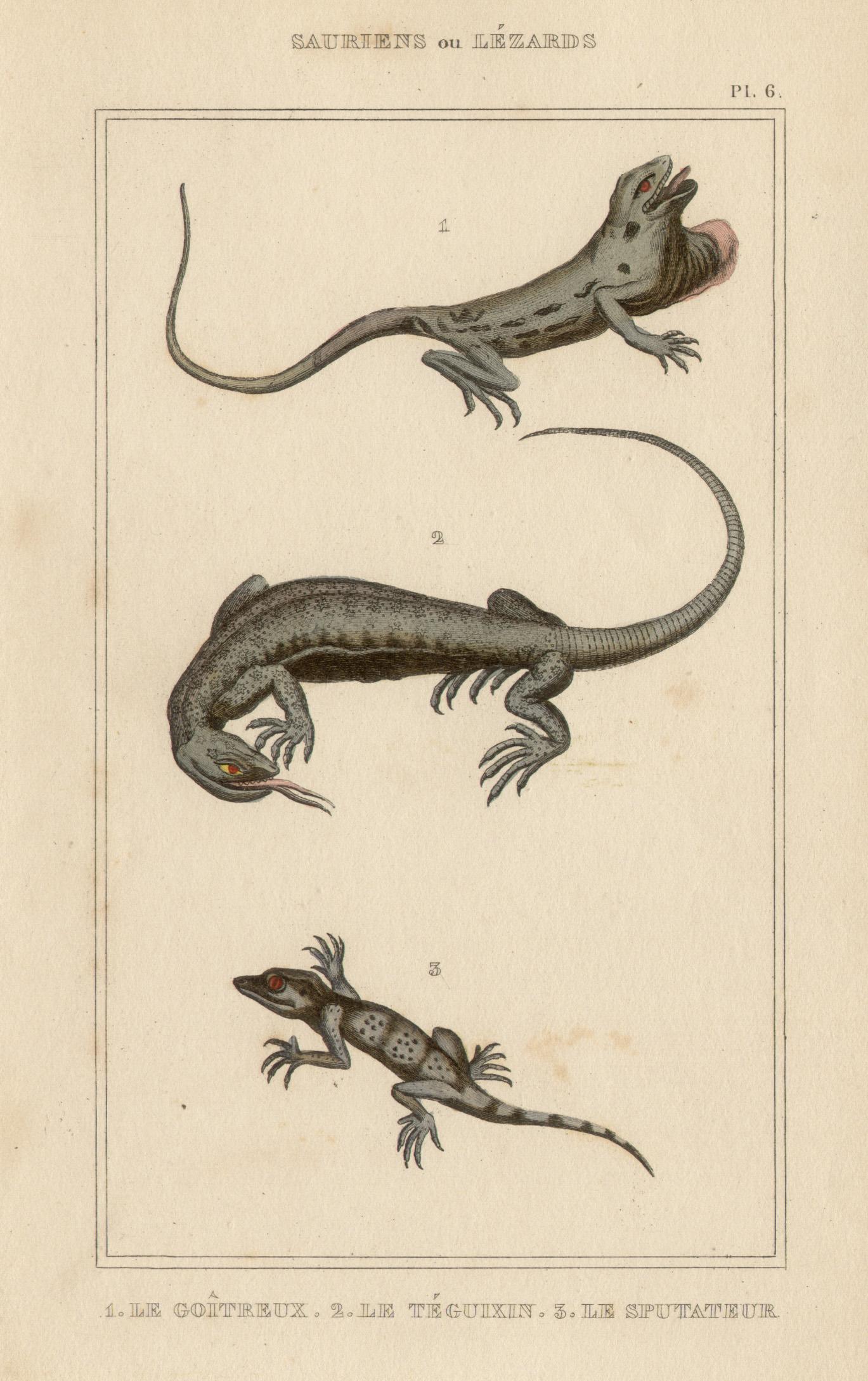 Animal Print Unknown - Lizards / reptiles, gravure avec coloration à la main d'origine, vers 1840