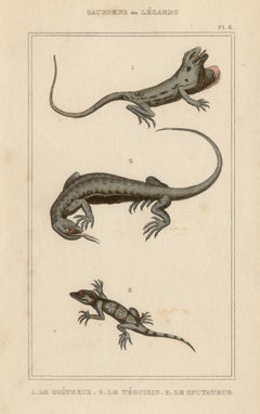 Lizards / reptiles, engraving with original hand-colouring, circa 1840
