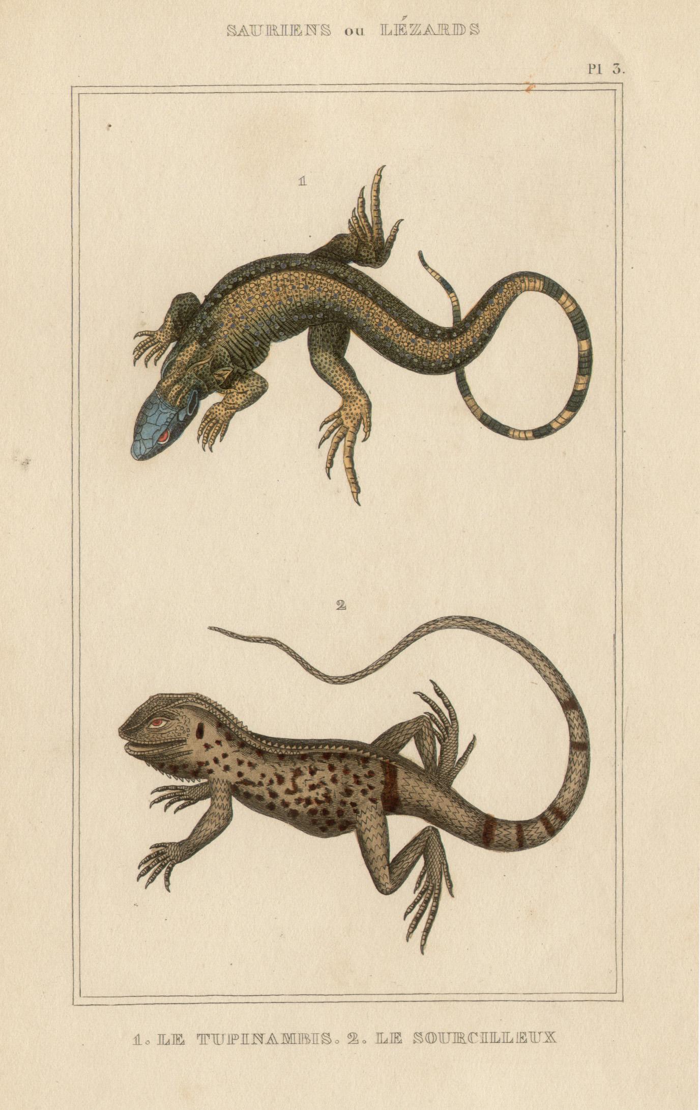 Lizards / reptiles, gravure avec coloration à la main d'origine, vers 1840