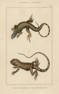 Lizards / reptiles, gravure avec coloration à la main d'origine, vers 1840