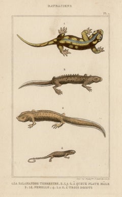 Lizards / reptiles, engraving with original hand-colouring, circa 1840
