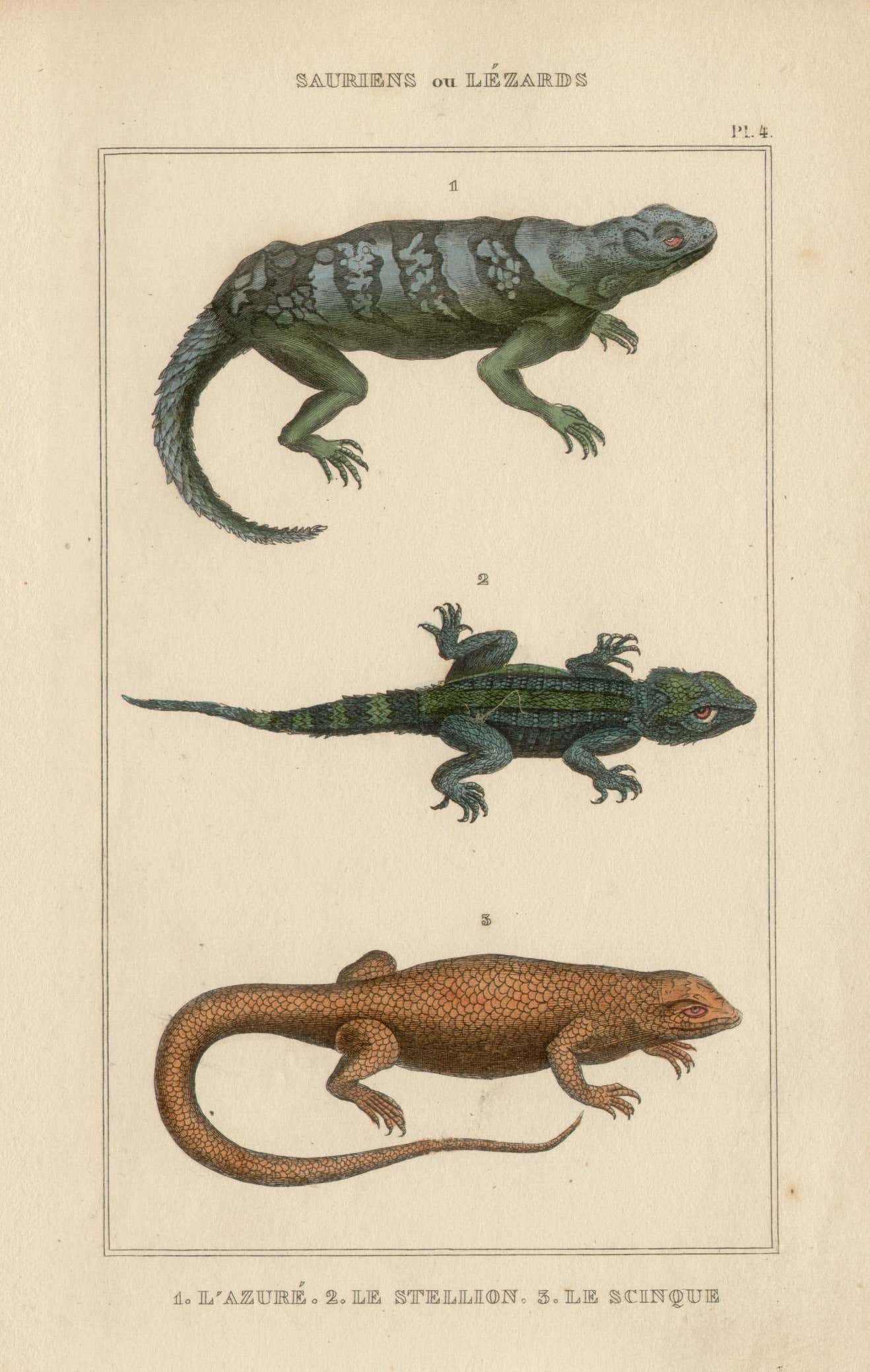 Unknown - Lizards / reptiles, engraving with original hand-colouring ...