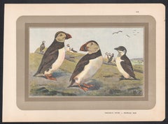 Puffin - Little Auk, French antique natural history bird art illustration print