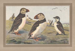 Puffin - Little Auk, French antique natural history bird art illustration print