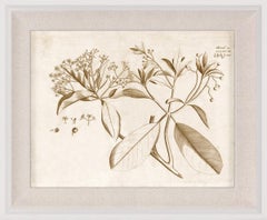 Malabracus, No. 11, botanical print, framed