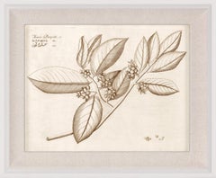 Malabracus, No. 27, botanical print, framed