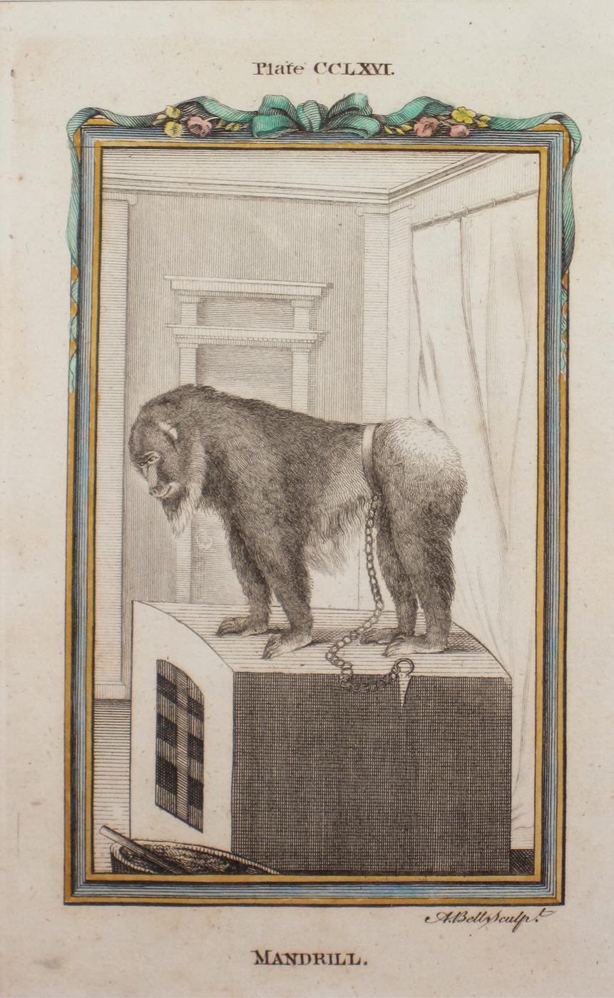 Unknown Animal Print - Mandrill Antique Print